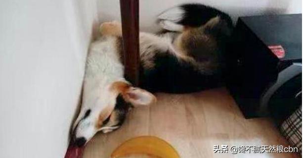 柯基狗的视频:柯基犬能看家吗，机警有力非常活泼？