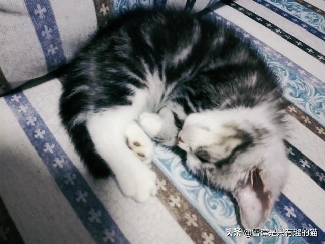 新手养猫注意事项两个月:家里两个月的小猫是应该关在笼子里养还是放养？