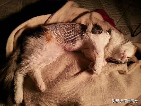 厦门宠物医院公猫绝育:是在猫发情时做绝育，还是发情过后再做绝育呢？