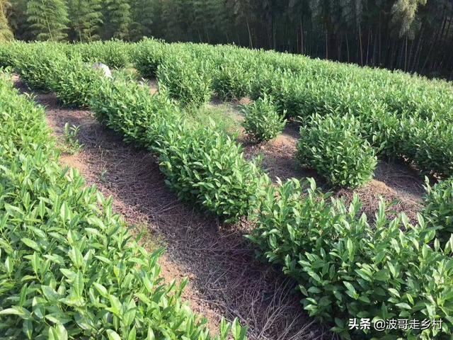 带你看看我们引进的saluki:湖人队要想夺得总冠军，还需要引进哪些球员？