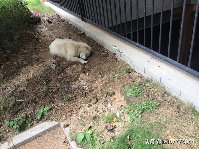 十堰名望宠物医院怎么样:盛夏到了，防止狗狗中暑是大事？