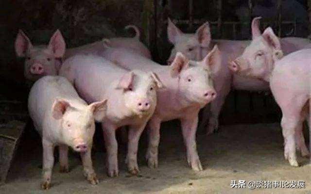 蓝耳病后期还能治好吗？