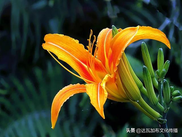 吴樾老婆:「陌上花开，可缓缓归矣」这句诗中里的花，可能是什么花？