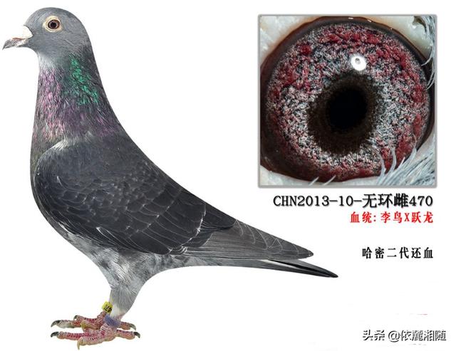 中国有哪些信鸽品种？