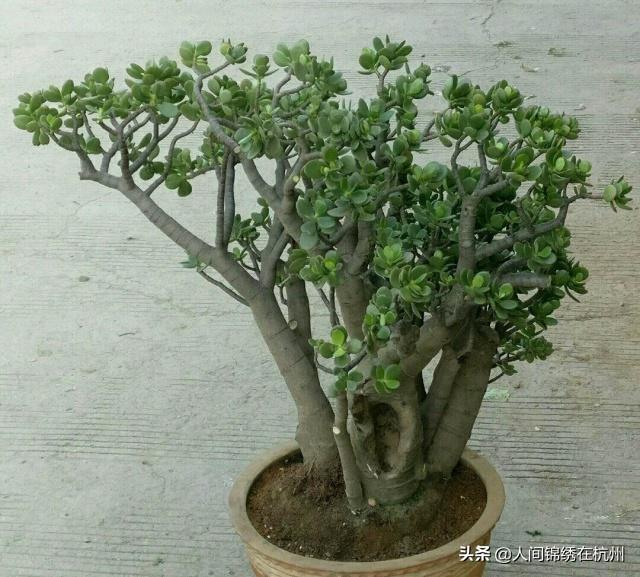 玉树养成盆景的几个技巧，为什么有人养在室内就容易挂掉呢？插图57