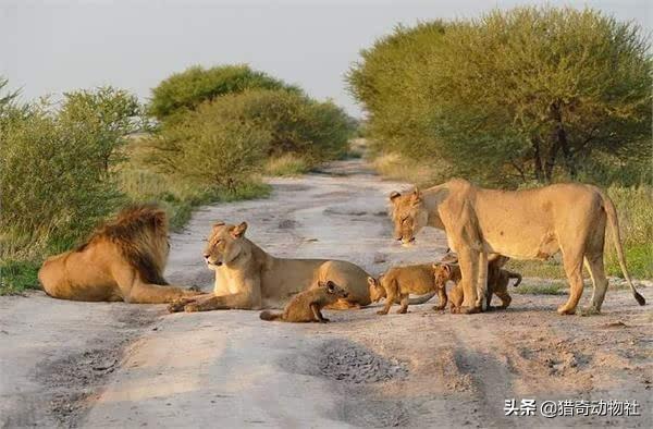 鬼獒咬死狮子图片:老虎狮子如何自然死亡，会被吃掉吗？