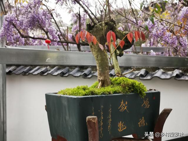 头条问答 花土又粘又湿怎么解决 104个回答