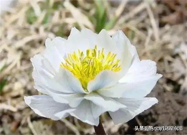 安史之乱爆发的原因是什么？是必然结果吗？