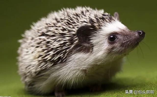 宠物饲养法:如何饲养一只刺猬做宠物？
