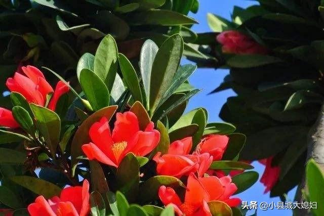 网上买的杜鹃花有毒吗:网上买的杜鹃花怎么栽 杜鹃花真的有毒吗？室内到底该不该种植杜鹃花？