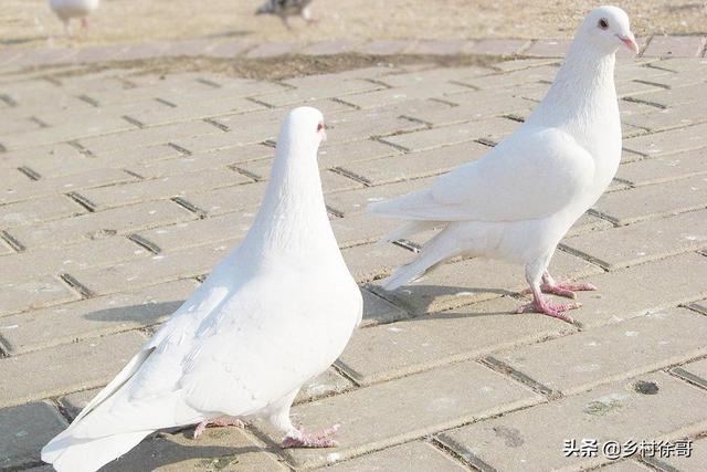 信鸽饲料配制:鸽子饲料怎样放置才不会变质？