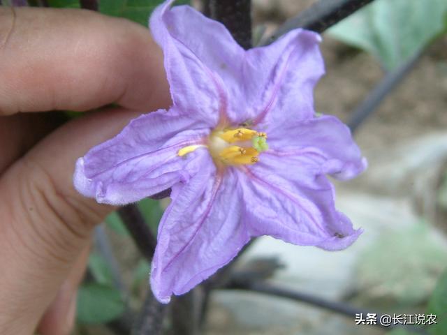 头条问答 茄子开花不结茄子什么原因 26个回答