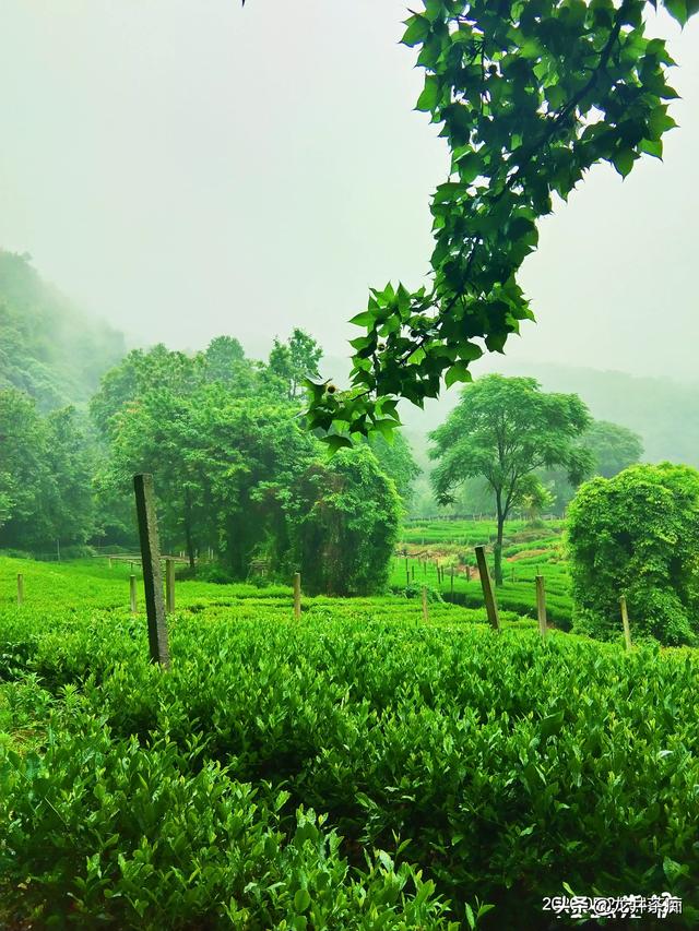 中国哪里的茶叶比较好，福建，云南，浙江，湖南，安徽都产茶，哪个省的茶叶最好喝