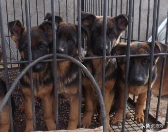 寶龍德国牧羊犬俱乐部:养一只德国牧羊犬怎么样？一个月会花销多少？ csv德国牧羊犬俱乐部