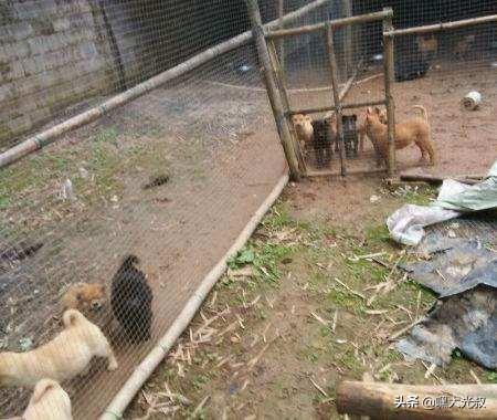 土狗价格:养殖土狗“笨狗”能赚钱吗？