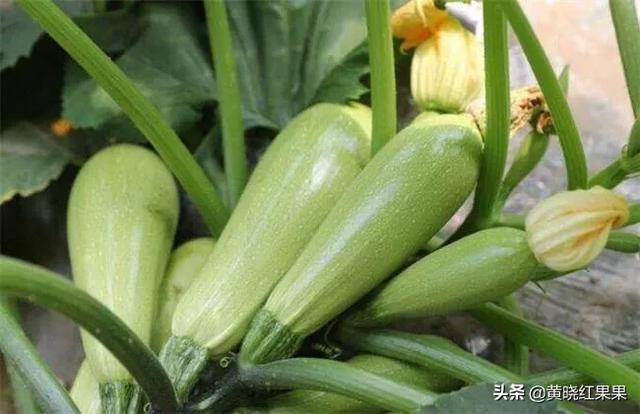 蓝尾金蜥生活环境:辣椒种植，植株对于生长环境有哪些要求？