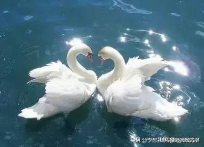 贵妇犬能吃葡萄吗:贵妇犬除了吃狗粮还能吃别的吗 什么食物狗狗不能吃，杀伤力是非常大的？