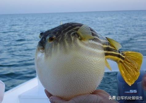 金毒镖蛙:世界上十种最毒的动物是什么