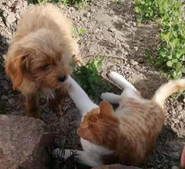 猫狗:猫和狗打架、为什么猫那么厉害？
