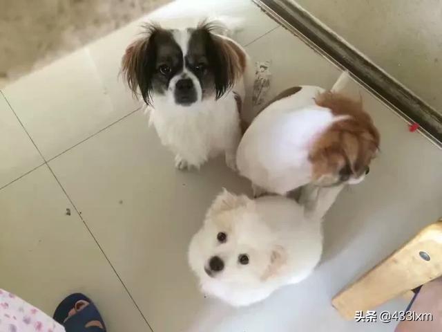 神秘园的 蝴蝶犬:100块买的小狗，老板也不知道是什么狗，有谁知道？值不值？ 狗市上的蝴蝶犬