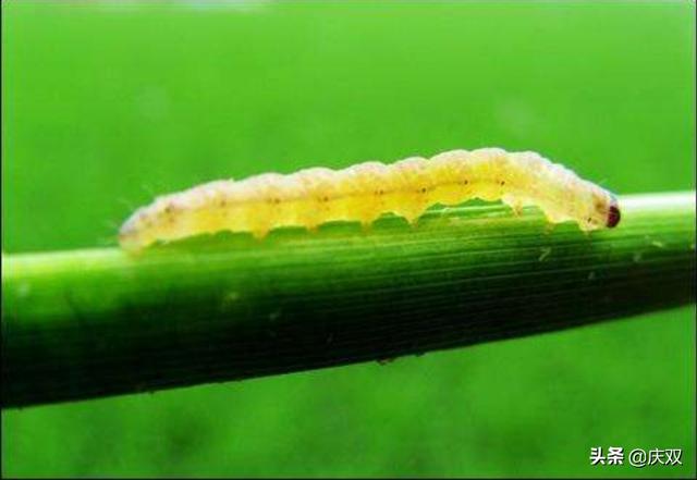 绿竹香米的危害，竹螟危害竹子有什么特点？怎么综合防治？