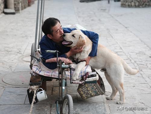 西施犬忠诚吗:狗为什么会有忠诚的特质呢？