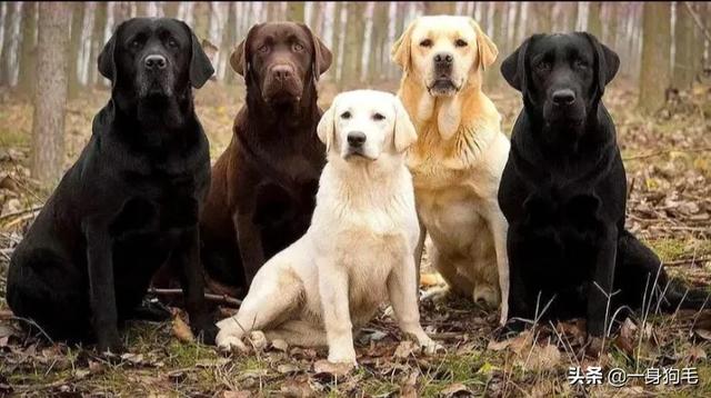 十大聪明犬排名拉布拉多:十大聪明犬排名拉布拉多 拉布拉多和串串狗哪个聪明？
