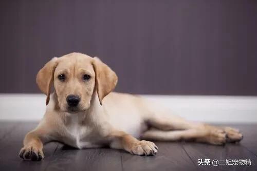 拉布拉多猎犬金毛:拉布拉多犬和金毛谁更可爱？
