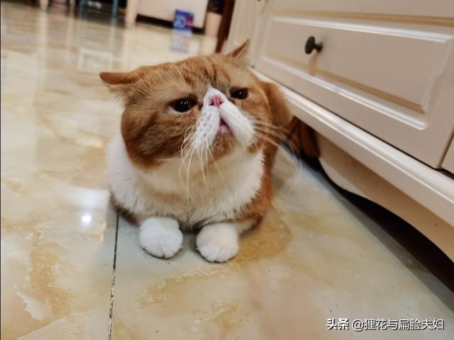 短毛波斯猫流黄眼泪:猫总是有眼泪，眼角黄黄的，是怎么回事？