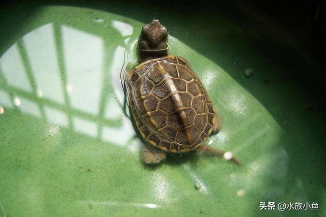 草龟苗:草龟苗没状态不吃东西怎么回事？