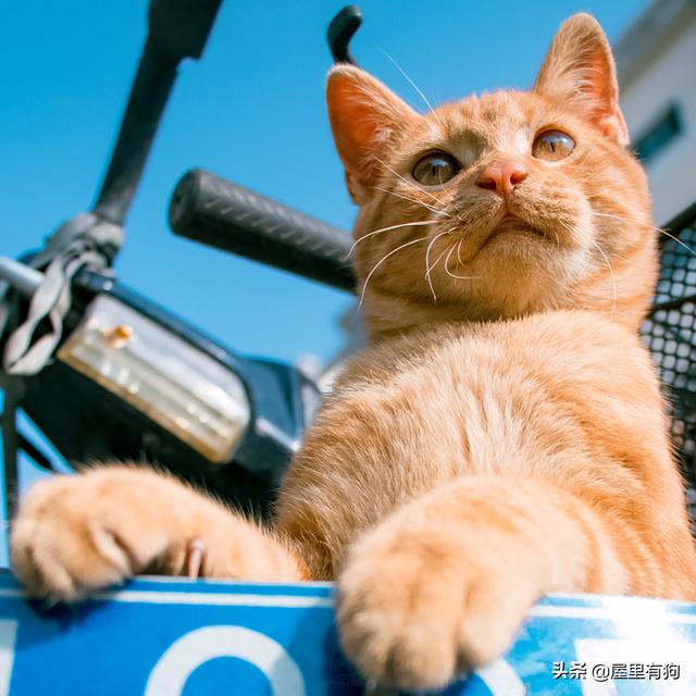 猫猫天天叼鱼:猫最喜欢吃鱼和老鼠是天性吗？