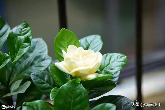 头条问答 栀子花长白色的棉絮状白点是什么病 4个回答