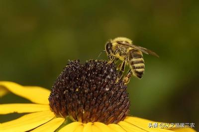 红色吸蜜鹦鹉会说话么:外界大流蜜，蜜蜂会吃储存的蜂蜜吗？