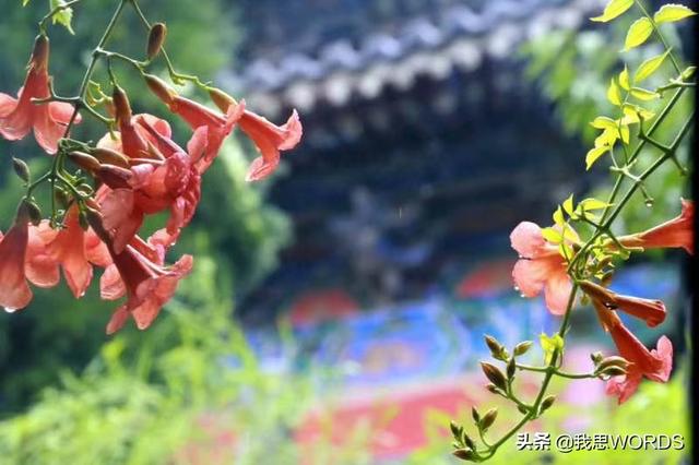 所谓行者武松，是否因为当初的杀嫂，从而对人生有所怀疑？