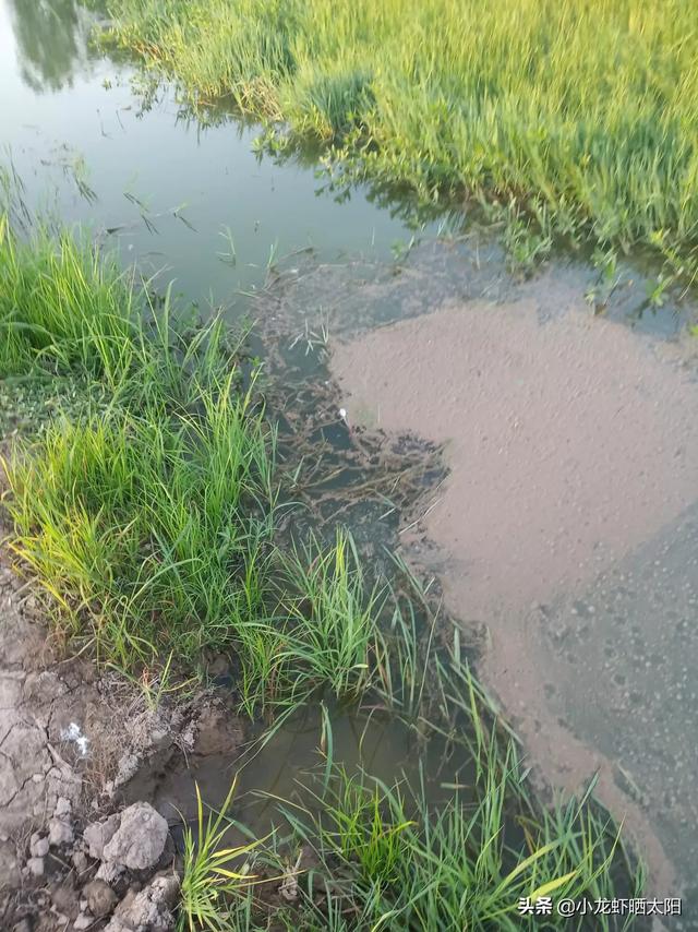 水草能在火山石生长么?:水草可以提高小龙虾生长品质吗？