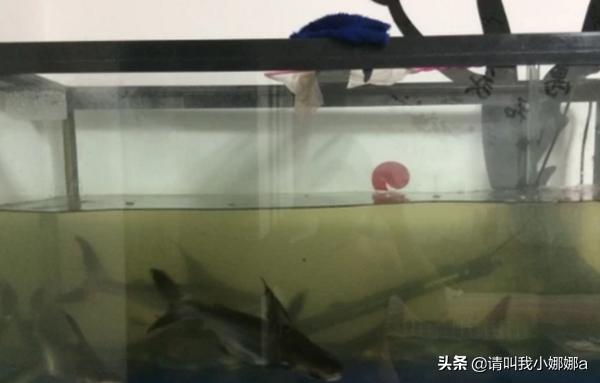 亮点水族箱如何除粪便:怎么清理小鱼缸里过滤器过滤不掉的鱼粪便？