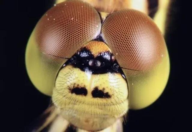 蚰蜒是益虫还是害虫，蝉，金蝉，知了，好多地方叫法不一，蝉到底是害虫还是益虫