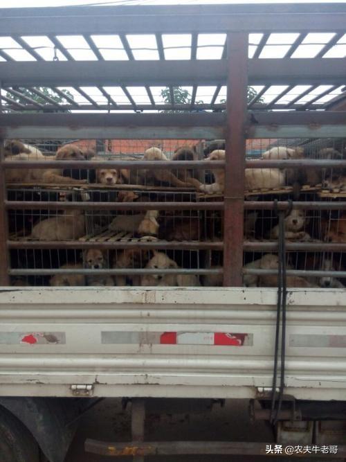 超大型犬杂交研究所:养500条肉狗要投资多少钱？ 中国细犬杂交犬