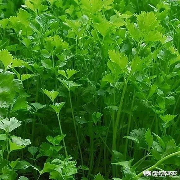 夏季適合吃什麼養生蔬菜,農村人夏季種植哪些蔬菜效益最好?