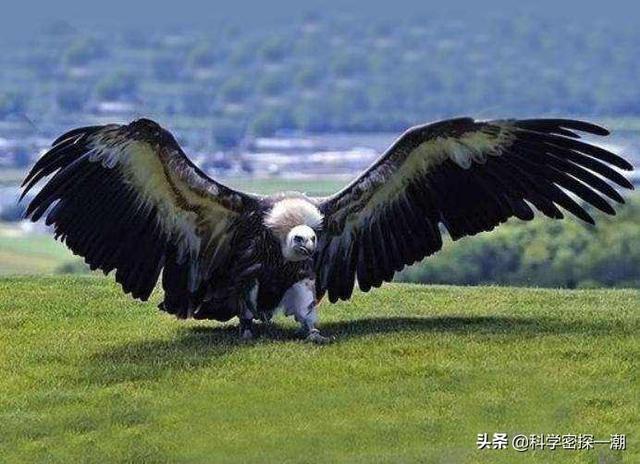 哈斯特鹰:天空飞行的鸟类最大的是什么？有多大？