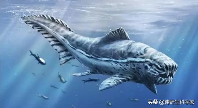 旋齿鲨vs邓氏鱼视频:数亿年前，海洋霸主是谁？