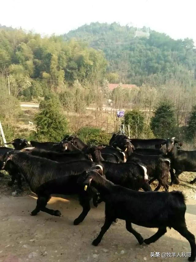 头条问答 - 低学历非科班如何入行养殖业?(17个回答)