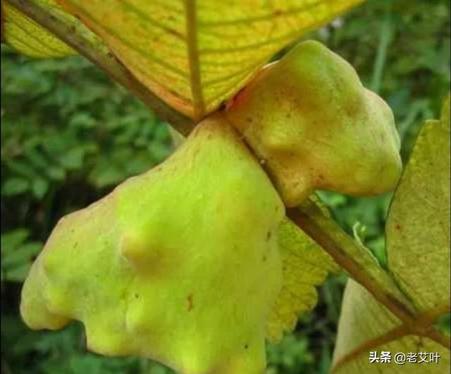 夏苡棓:什么是五倍子？种植前景如何？