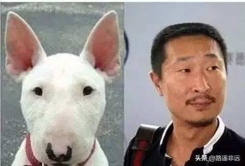 曾轶可和史泰龙:曾轶可是因为什么惹怒的大众？