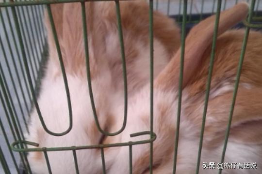宠物购:给宠物买的疫苗要如何放置？如何给宠物打疫苗？