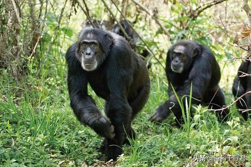 克罗斯河大猩猩:为什么感觉花豹经常能轻易杀死黑猩猩和大猩猩并且捕食？