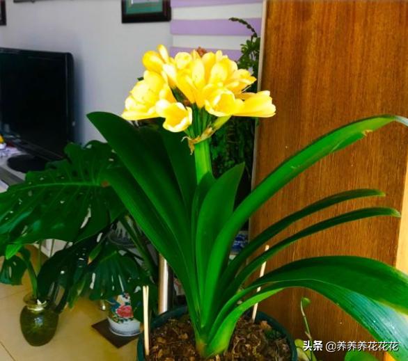 办公室君子兰开花有什么兆头:君子兰六年了第一次开花，是否意味着生命结束了？