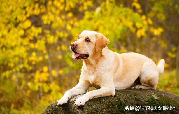 拉布拉多犬介绍及图片:为什么越来越少人养拉布拉多犬？ 拉不拉布拉多犬图片