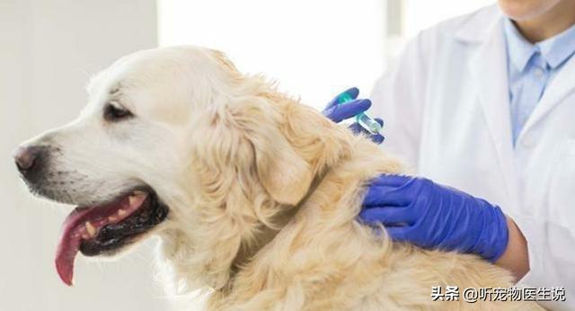 细小病没发病:狗狗细小治好还会被传染吗？