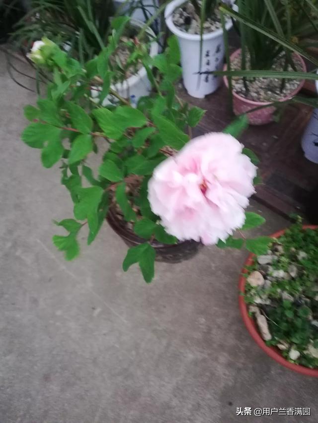 现在都有哪些花开了？